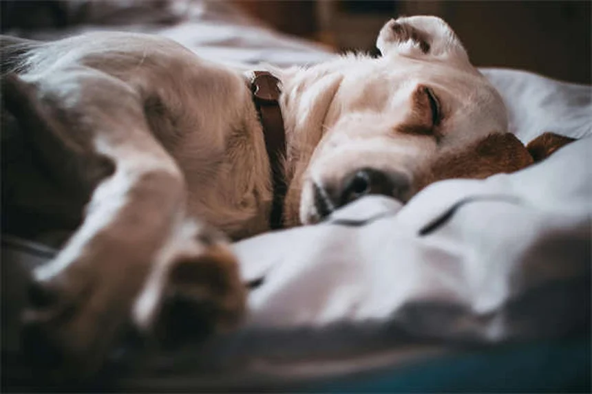 犬のマッサージ効果5選！愛犬の痛みとストレスを和らげる正しい方法