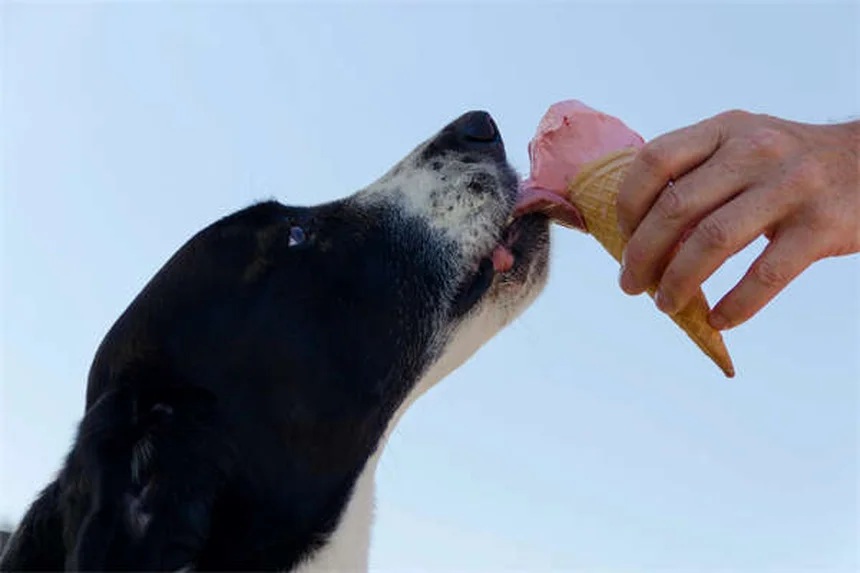 子犬の世話で知っておくべき7つのポイント｜新生子期の育て方ガイド