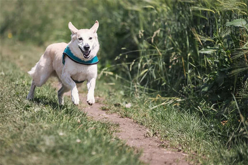 犬のノミ漬け（フリーダイプ）を徹底解説！効果、注意点、安全な使い方とは