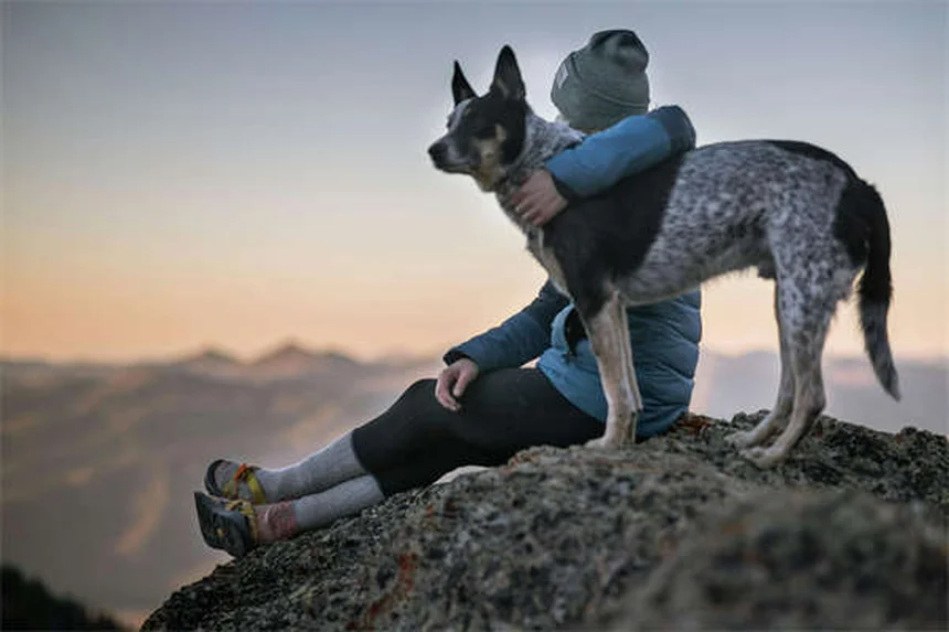 犬に果物を与える時は要注意！種が引き起こす4つの危険と正しい与え方