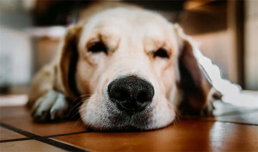犬の脱水症状の見分け方と応急処置【獣医師が解説】