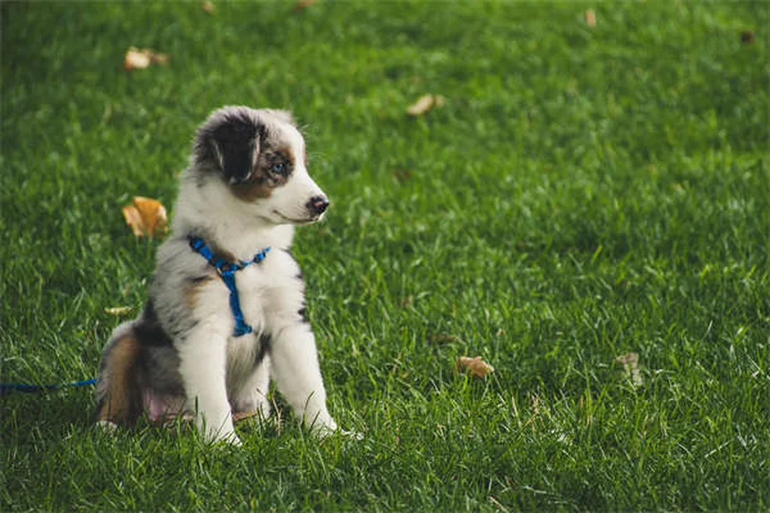 犬の線維肉腫とは？症状から治療・予後まで獣医師が解説