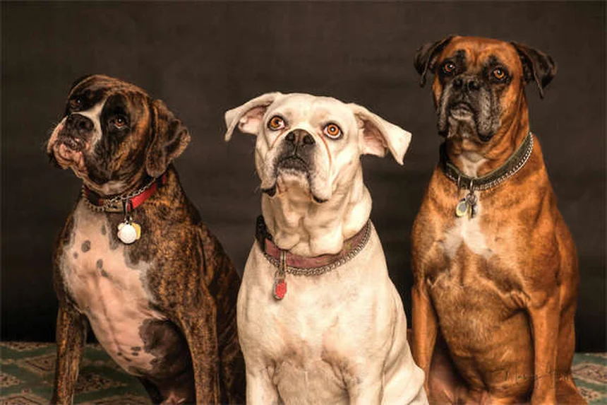 犬の腎臓感染症、見逃しやすい症状と早期発見のコツ