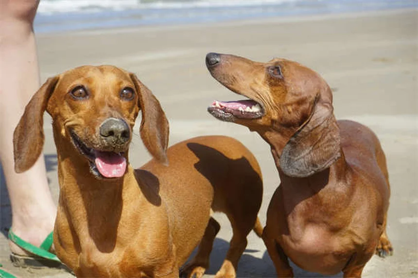 危険すぎる…犬に絶対使ってはいけないノミ・ダニ駆除精油10選と安全な対策
