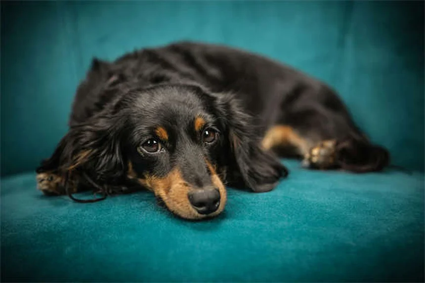 危険すぎる…犬に絶対使ってはいけないノミ・ダニ駆除精油10選と安全な対策