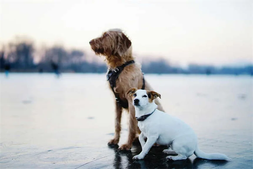 犬の鍼灸の効果を実感！痛みを和らげる飼い主が実際に試してみた