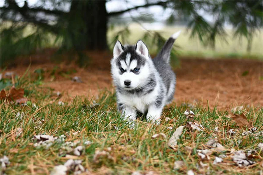 犬の鍼灸の効果を実感！痛みを和らげる飼い主が実際に試してみた