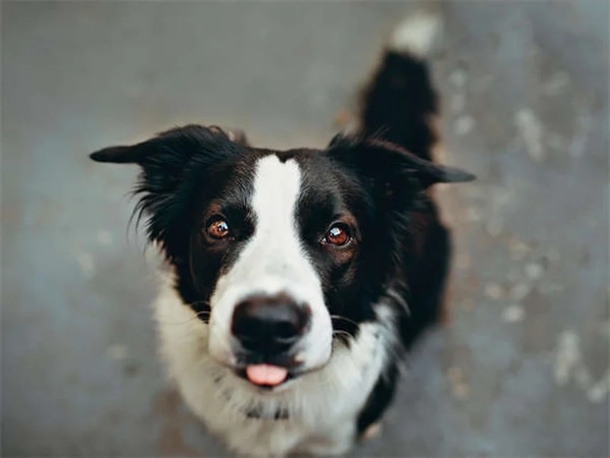 犬のマーキングを止める効果的な方法【メスもするって本当？】