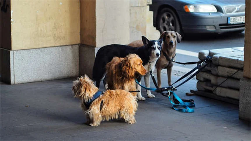 聴こえない犬の訓練方法5選｜初心者でもできる手信号とタッチのコツ