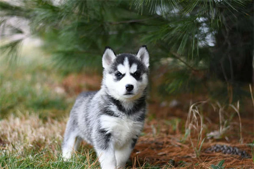 子犬の成長はいつ止まる？サイズ予測と注意点を徹底解説