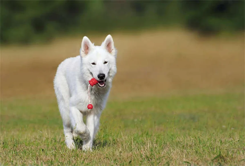ハムスターのビタミンE不足を防ぐ！飼い主ができる毎日の予防法