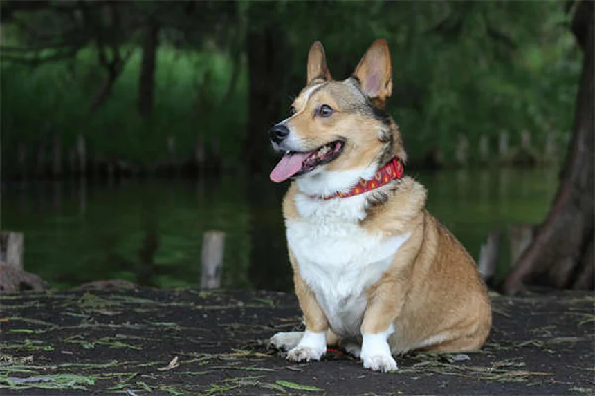 犬のファンコニー症候群の平均寿命と管理方法