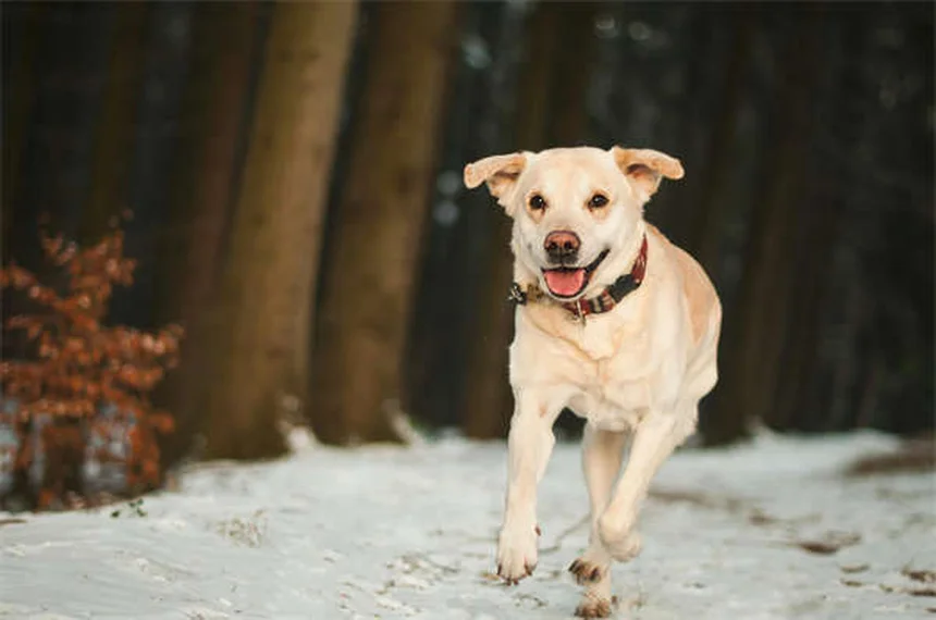 犬のファンコニー症候群の平均寿命と管理方法