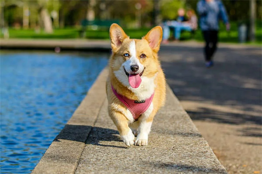 犬のダニを毎日チェック！見つけ方と正しい取り方・予防方法を徹底解説