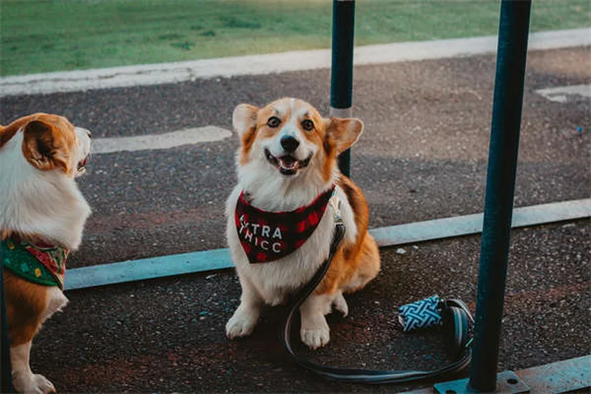 【経験談】犬の飛びつきを止める！今日からできる5つの方法