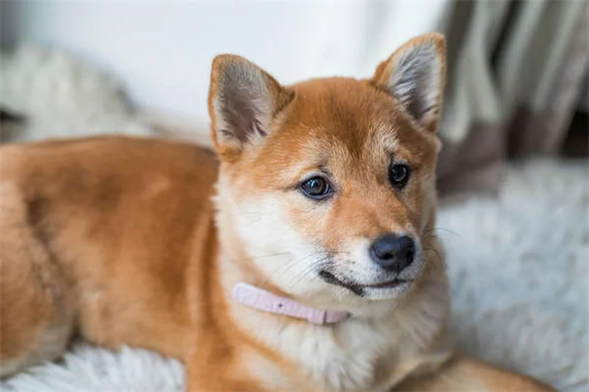 犬の呼び戻しが成功する「タッチ」トレーニング完全マニュアル