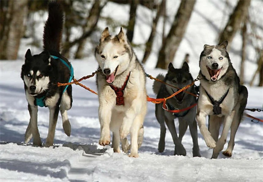 犬の熱中症対策：予防と応急処置の完全ガイド【獣医師監修】