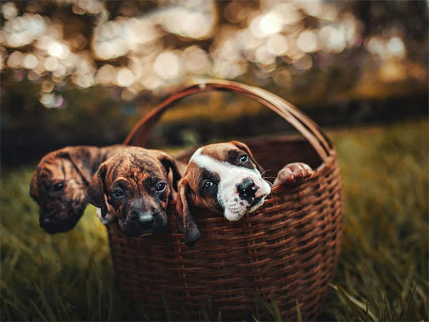犬のヒゲは切っても大丈夫？生え変わる？知っておくべき役割と真実