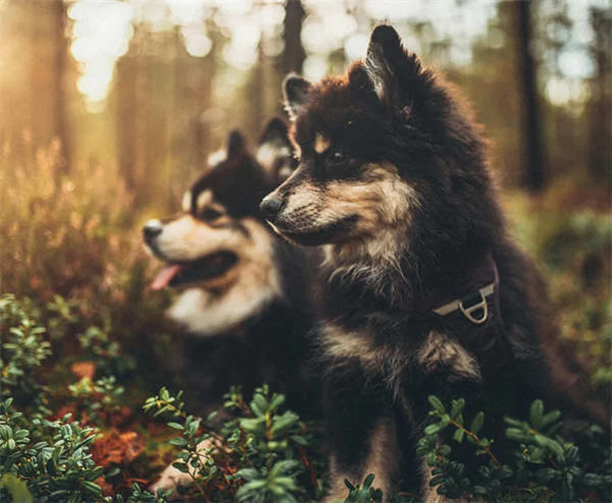 犬のヒゲは切っても大丈夫？生え変わる？知っておくべき役割と真実