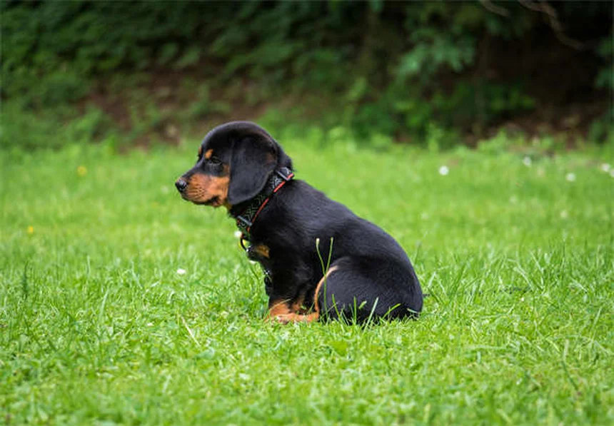 犬は他の犬を見分けられる？視覚だけでも判別できる驚きの研究結果